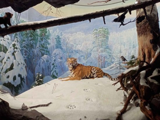 В гости к амурскому тигру: можно на выставке «Россия», а можно и в тайгу в Сихотэ-Алинский заповедник