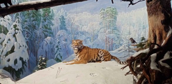 В гости к амурскому тигру: можно на выставке «Россия», а можно и в тайгу в Сихотэ-Алинский заповедник