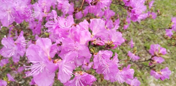 Только в Приморье: Фестиваль Рододендрона