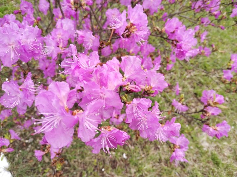 Только в Приморье: Фестиваль Рододендрона