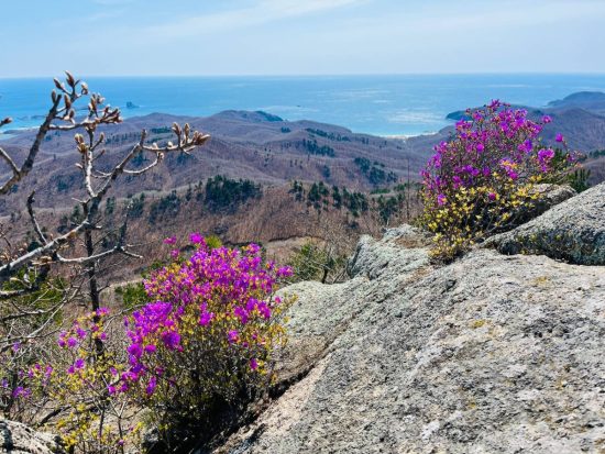 В Приморье молодежный десант отправится к местам цветения рододендрона