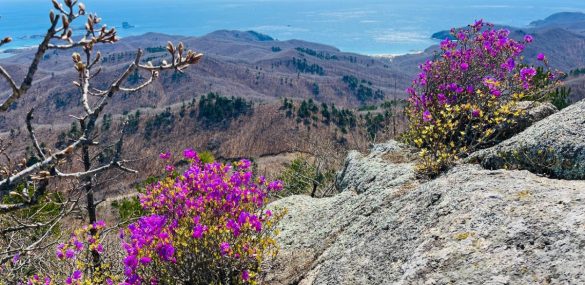 В Приморье молодежный десант отправится к местам цветения рододендрона