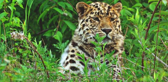 Приморский нацпарк «Земля Леопарда» в ТОП-30 достопримечательностей страны