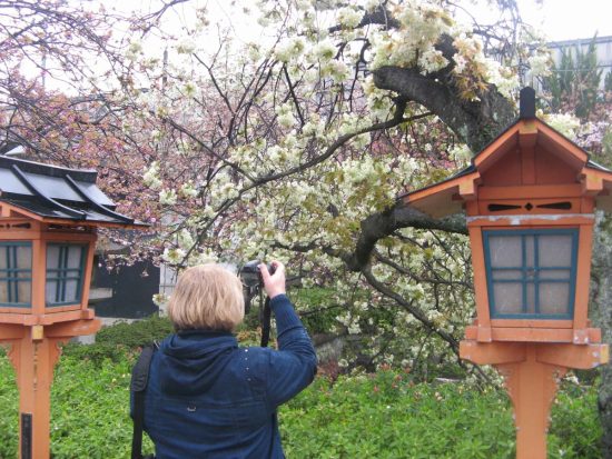 Приморцы устремились в Японию на цветение сакуры