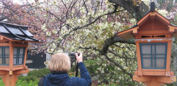 Приморцы устремились в Японию на цветение сакуры