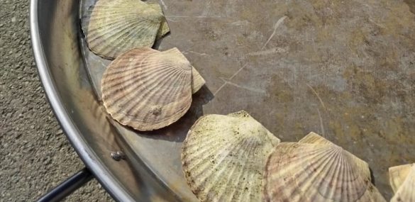 Гостей Владивостока угостят завтраком по-дальневосточному – гигантской яичницей с гребешком