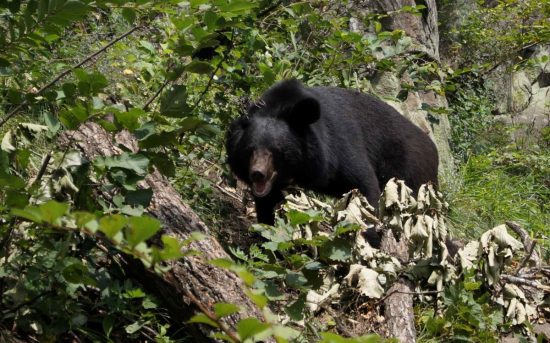 Гости Приморья активно пиарят обитателей дальневосточной тайги