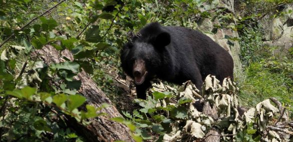 Гости Приморья активно пиарят обитателей дальневосточной тайги