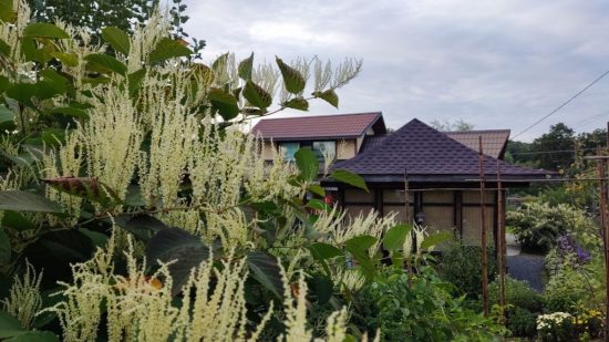 Осенние настроения Японии в саду Эниси в Находке