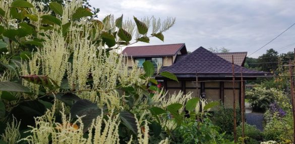 Осенние настроения Японии в саду Эниси в Находке