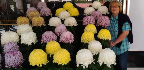 Любуемся хризантемами и ощущаем гармонию в саду Эниси