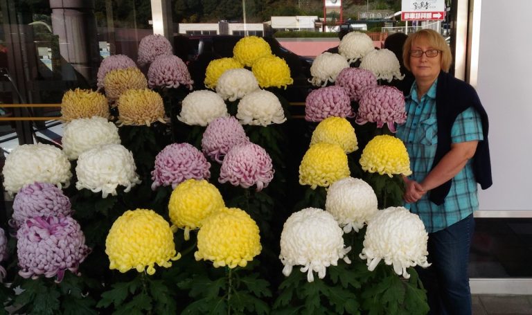 Любуемся хризантемами и ощущаем гармонию в саду Эниси