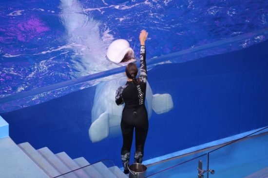 Новая программа стартует в приморском океанариуме