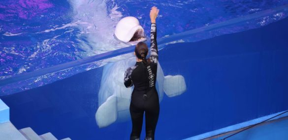 Новая программа стартует в приморском океанариуме