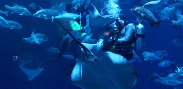 В январе жители и гости Владивостока сделали более 80 тысяч фото в Приморском океанариуме