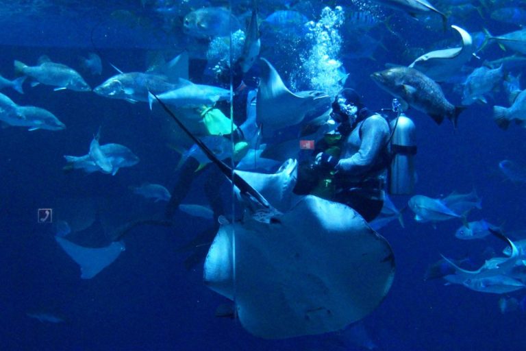 В январе жители и гости Владивостока сделали более 80 тысяч фото в Приморском океанариуме