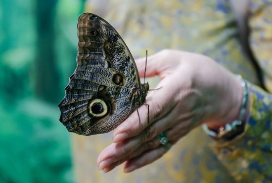 Выставка живых бабочек вновь открылась во Владивостоке