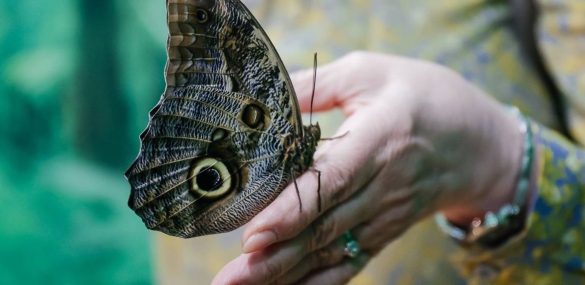Выставка живых бабочек вновь открылась во Владивостоке
