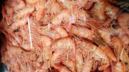 Как отдохнуть в Приморье вкусно и безопасно