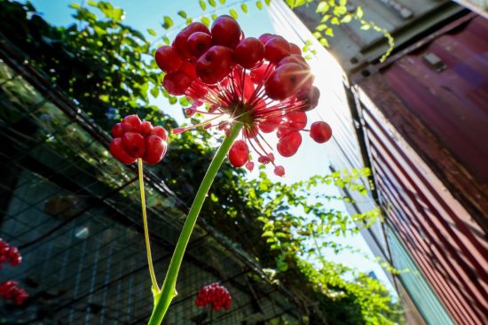 Владивосток встречает Фестиваль Женьшеня