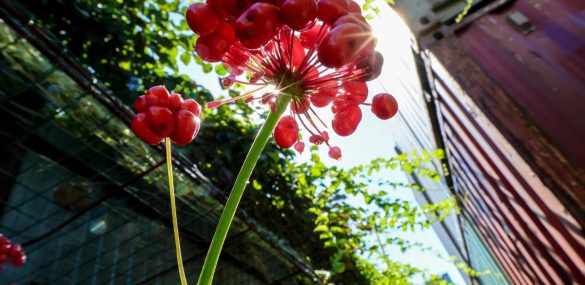 Владивосток встречает Фестиваль Женьшеня