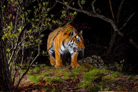 Учимся снимать звезды и амурского тигра: призеры фотоконкурса «Самая красивая страна» поделятся секретами
