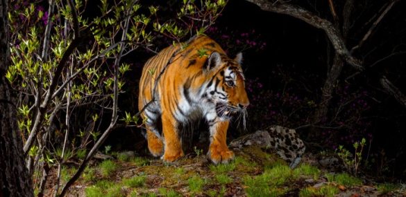 Учимся снимать звезды и амурского тигра: призеры фотоконкурса «Самая красивая страна» поделятся секретами