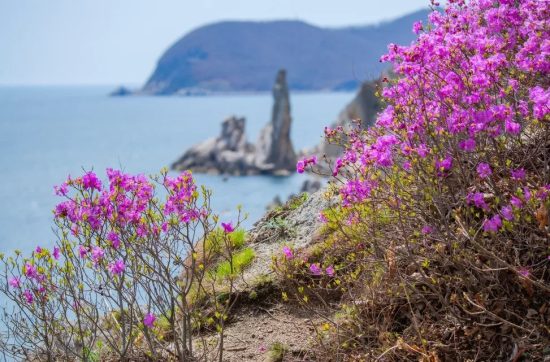 Фестиваль рододендрона — 2026: ударим активностями по серости и скуке