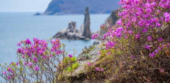 Фестиваль рододендрона — 2026: ударим активностями по серости и скуке