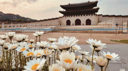 Кто куда, а я в Корею!